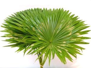 FEUIL. LIVISTONIA 40CM